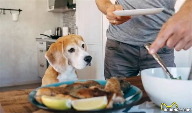 狗狗挑食怎么办？