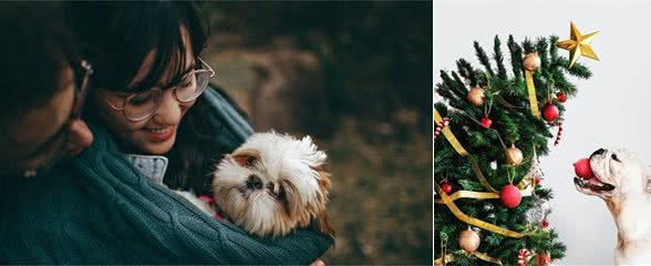 给小狗喂犬粮需要泡吗？犬粮要怎么泡？注意事项有哪些？