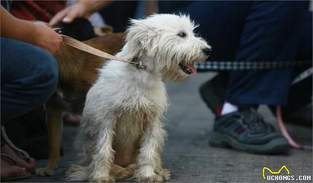 这5种比熊犬不值得买，想养比熊犬的睁大眼睛，看清楚了