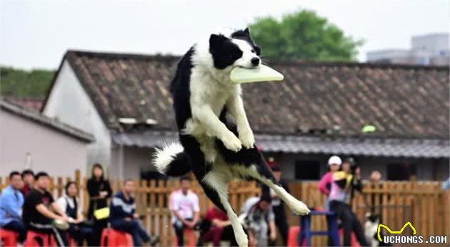 作为很聪明的狗狗，牧羊犬其实也难养，养这类狗注意这3点