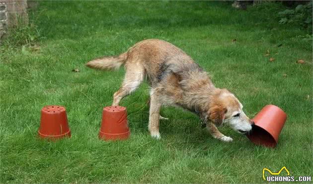 作为很聪明的狗狗，牧羊犬其实也难养，养这类狗注意这3点