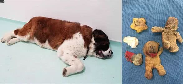 8岁狗狗不吃不喝，主人带去医院竟在肚子里检查出了这些……