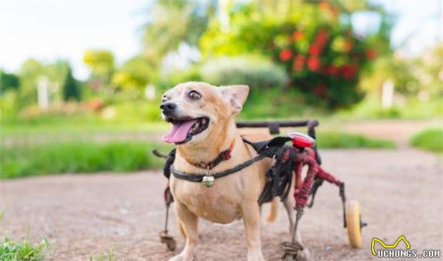 养了这么多年的狗，才知道犬受伤应当这样处置