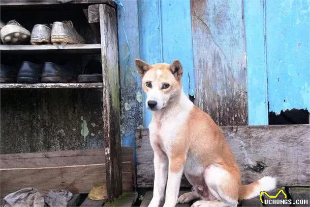 澳洲野犬：东亚人没做到的降服澳洲，东亚的狗做到了