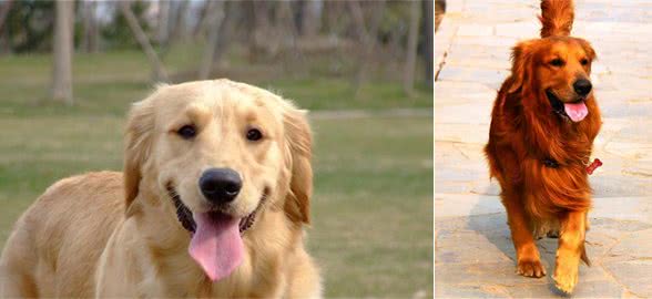 金毛犬怎么家养