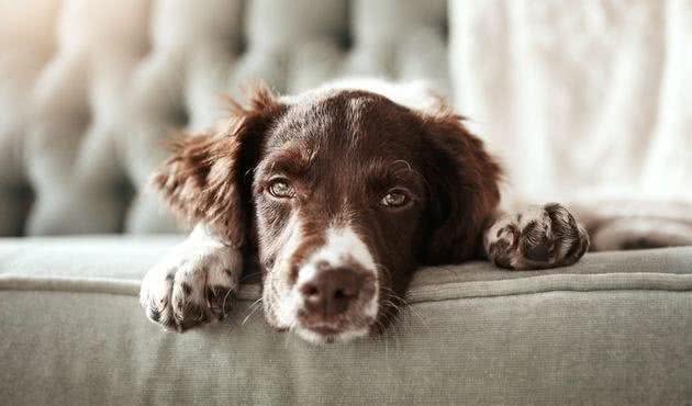 辟谣：犬受伤了让它自己就能够了？狗狗口腔的细菌，可比伤口还多