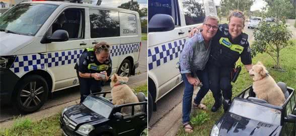 狗狗独自坐车被交警拦路,交警:你的车被扣留!狗狗:找我负责人