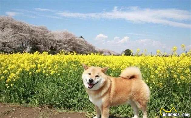 精力特别旺盛的5种狗，哈士奇犬在内，第一种也会拆家