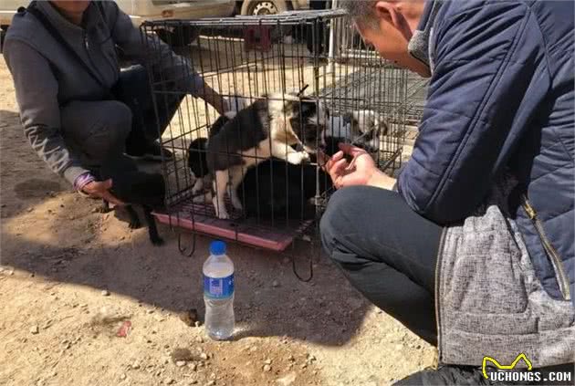 黑白相间的串串幼犬，一点不比国外犬差，不少买主都喜欢！