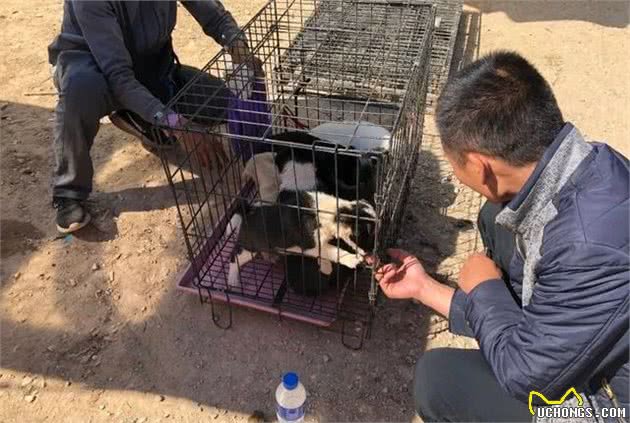 黑白相间的串串幼犬，一点不比国外犬差，不少买主都喜欢！