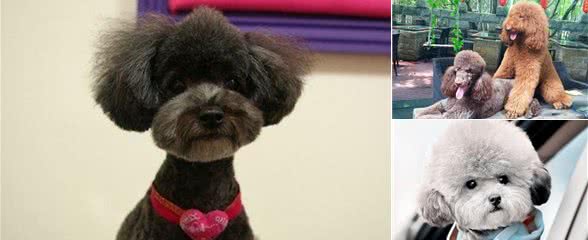 百变之王—贵宾犬的不同造型，你最喜欢哪一种？
