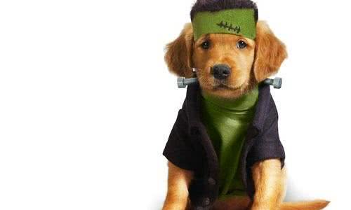 喂犬粮要注意哪些问题