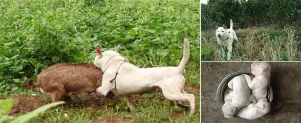 我国唯一的世界级猎犬品种,网友:来一碗下司犬!