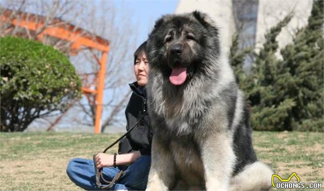 古老最大型猛犬:比藏獒还大一级别，高加索犬高逼格