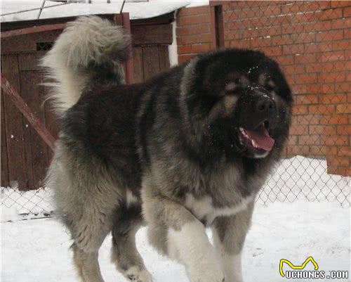 古老最大型猛犬:比藏獒还大一级别，高加索犬高逼格