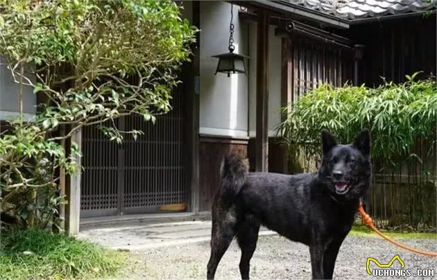 世界犬种知多少-日本篇