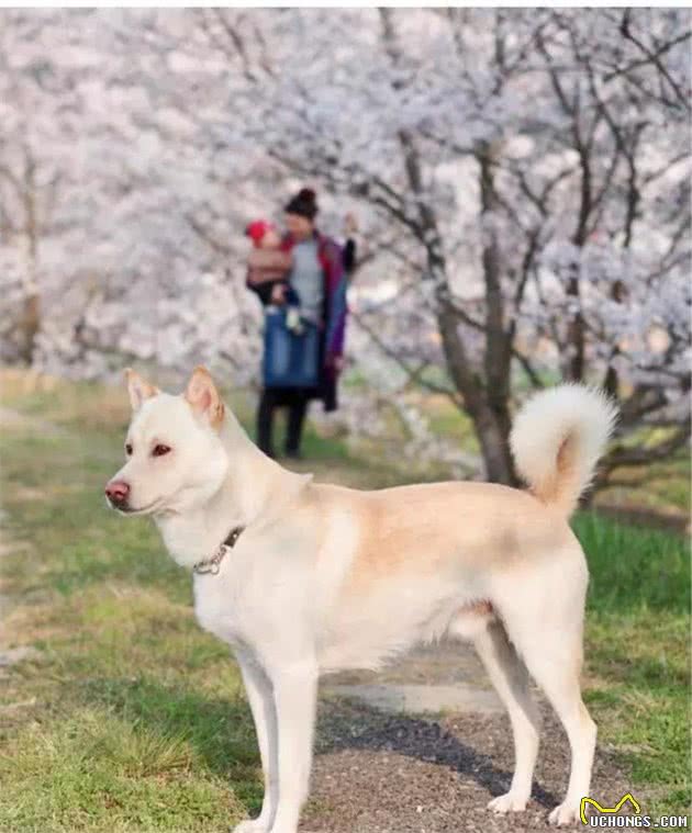 世界犬种知多少-日本篇