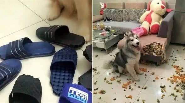 狗狗为什么老是咬拖鞋？