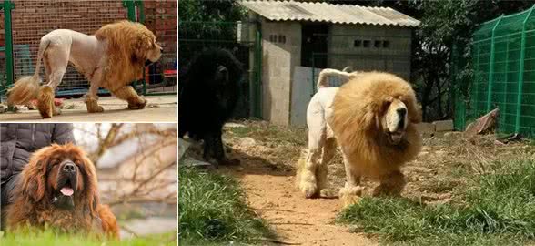 主人将藏獒的毛发剃成狮子，全村都说狗狗真拉风，主人却后悔莫及