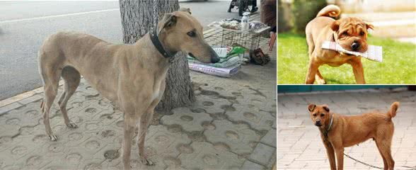 悲痛！这5种中华犬或因禁养，将消失在华夏大地