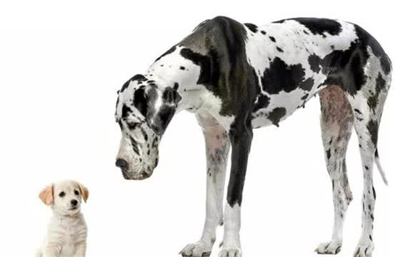 GreatDane大丹犬:温顺的巨人