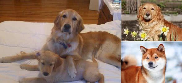 狗狗跑丢了会自己认得回家的路吗?