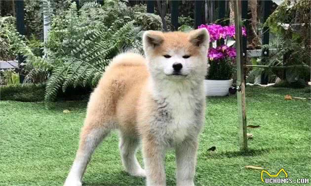 秋田犬适合家养么？