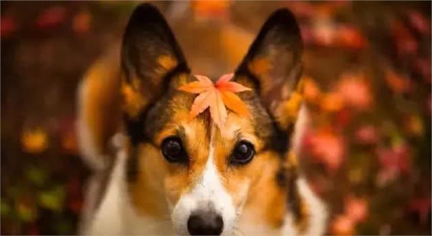 秋季狗狗的养护知识！