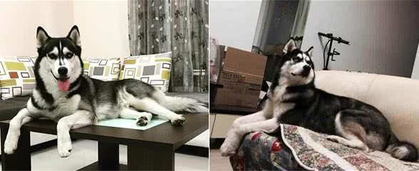 这些狗狗的坐姿,让你觉得它才是这个家的一把手!笑喷!