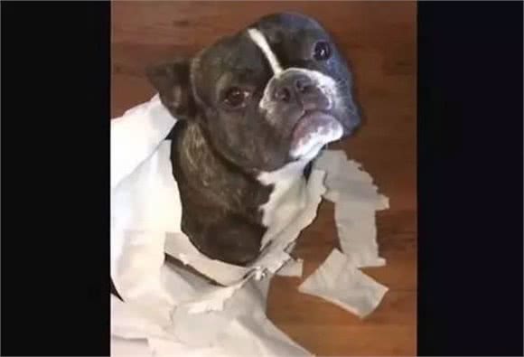 地上纸屑谁咬的？斗牛獒犹豫一下举脚“指正”斗牛犬
