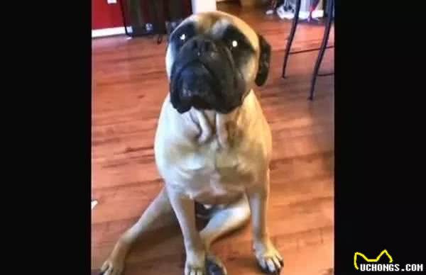 地上纸屑谁咬的？斗牛獒犹豫一下举脚“指正”斗牛犬
