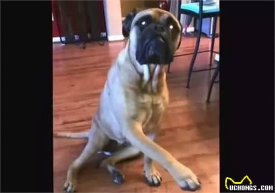 地上纸屑谁咬的？斗牛獒犹豫一下举脚“指正”斗牛犬