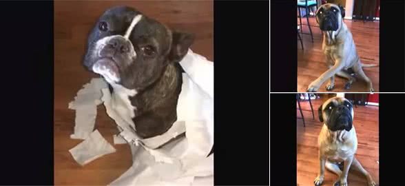 地上纸屑谁咬的？斗牛獒犹豫一下举脚“指正”斗牛犬