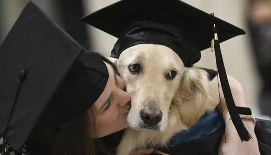 金毛犬陪同坐轮椅的主人完成硕士学业获校方颁布名誉学位