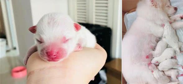 狗狗怀孕待产注意事项：主人应当做什么？要豫备哪些东西？
