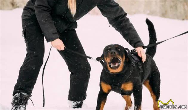 想要纯种罗威纳犬其实不难，只要将这5点看清楚，就能够梦想成真！