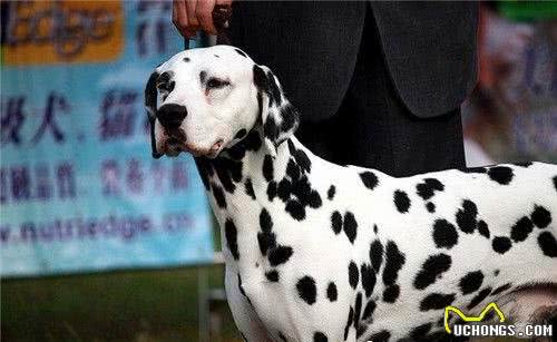 大麦町犬最擅长什么大麦町犬具有极大的耐力