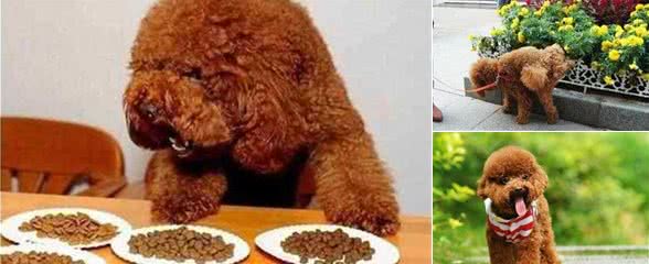 萌大力教你怎样养好泰迪犬