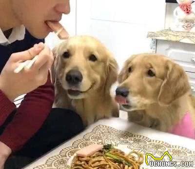 金毛犬饲养有讲究，背后藏有饲养“误区”，你中了几个？