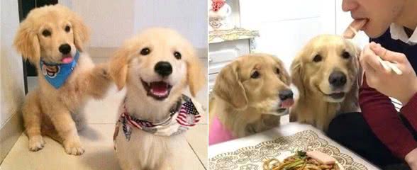 金毛犬饲养有讲究，背后藏有饲养“误区”，你中了几个？