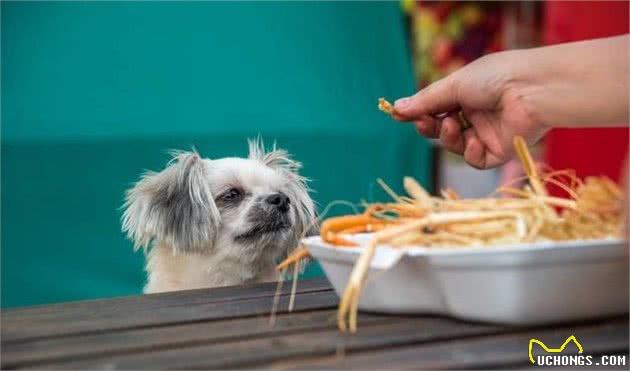 这7样食物，可能导致狗狗丧命，别让它误食了