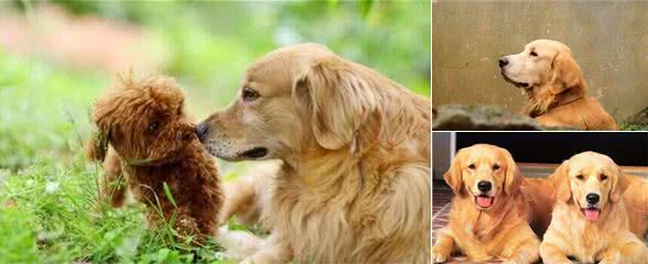 养一条金毛犬，告诉你人生应当怎么活，养狗悟出哲理