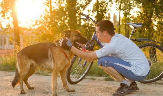 你真的了解德国牧羊犬吗？本文细数德牧犬优缺陷，揭秘德国狼犬之谜