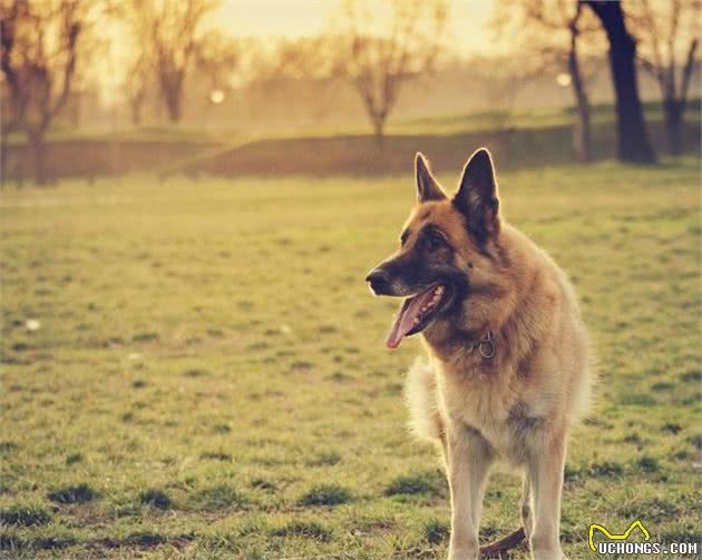 你真的了解德国牧羊犬吗？本文细数德牧犬优缺陷，揭秘德国狼犬之谜