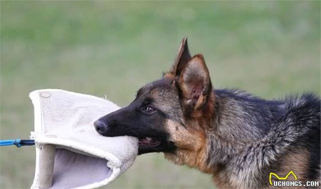 你真的了解德国牧羊犬吗？本文细数德牧犬优缺陷，揭秘德国狼犬之谜