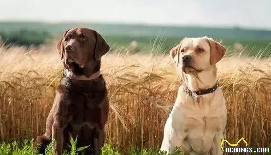 犬种介绍〈拉布拉多〉