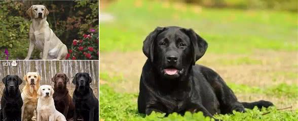 犬种介绍〈拉布拉多〉