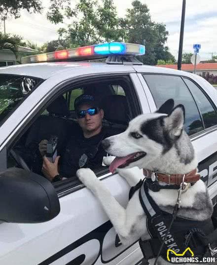 谁说二哈不能成为警犬？说好的极易与犯罪分子达成共识呢？