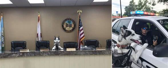谁说二哈不能成为警犬？说好的极易与犯罪分子达成共识呢？
