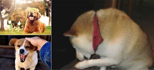 清点新手宠物主人养狗狗时的常见误区「科瑞卡科普」